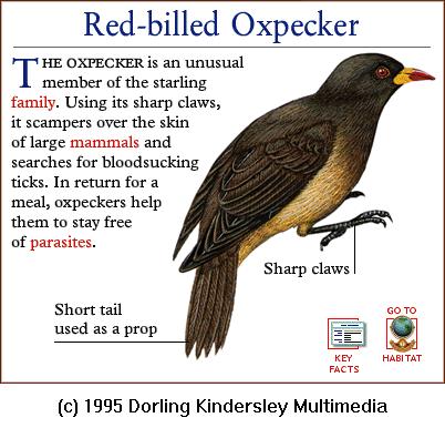 DKMMNature-Songbird-Red-billed Oxpecker.gif