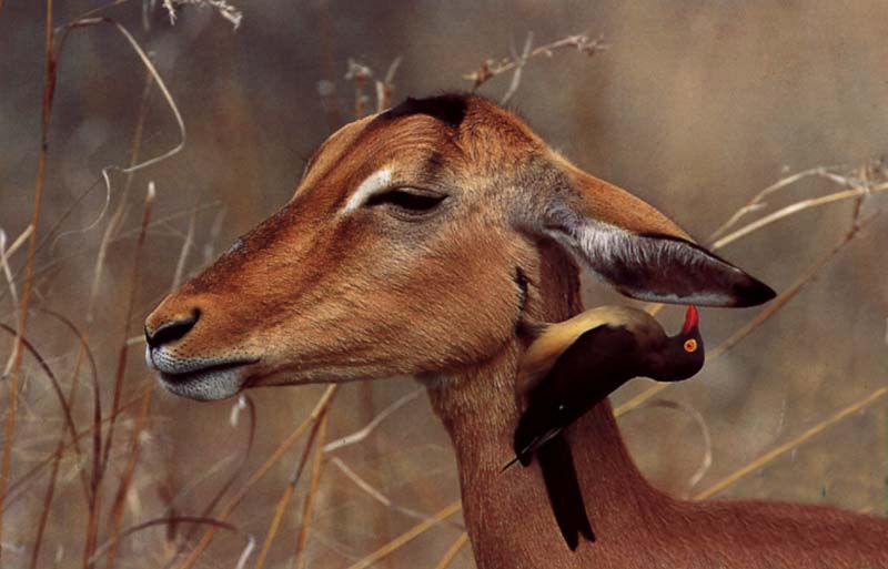 Impala Antelope100-with-Red-billed Oxpecker.jpg