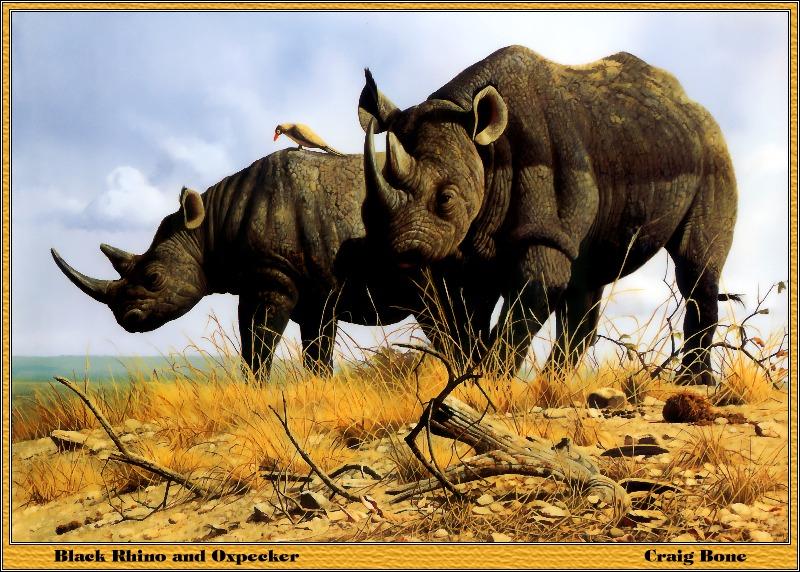 p-bwa-11-Black Rhinoceroses-and-Red-billed Oxpecker-Painting by Craig Bone.jpg