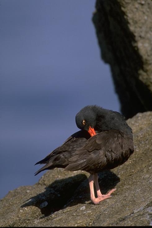 Black Oystercatcher Monterey CA.jpg