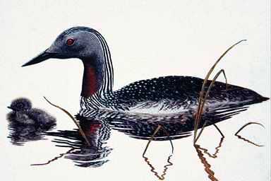 Bird Painting-Black-throated Loon 3-mom and chick.jpg