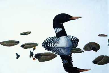 Bird Painting-Yellow-billed Loon1-floating on water.jpg
