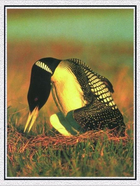 Yellow-billed Loon 01-Protecting Nest.jpg