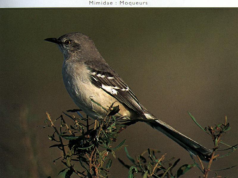 Ds-Oiseau 012-Northern Mockingbird-perching on bush.jpg