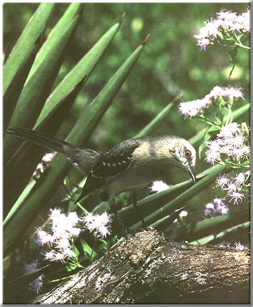Mockingbird 11-Perching on branch with wild flowers.JPG