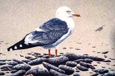 Bird Painting-Seagull-Black-backed Gull-on shore.jpg