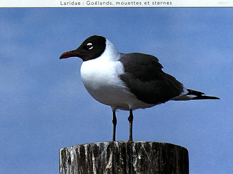 Ds-Oiseau 124-Black-headed Gull-on log.jpg
