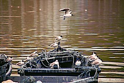 HNC-nature02-Black-headed Gulls On Boat.jpg