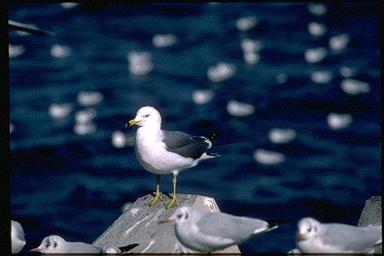 Black-tailed Gull 08-Japan-On Rock.jpg