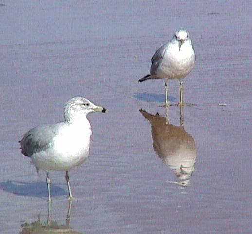 1998.1.12 11.58.8-Common Gulls.jpg