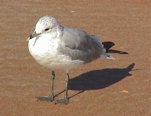 1998.1.12 11.59.40-Common Gull.jpg