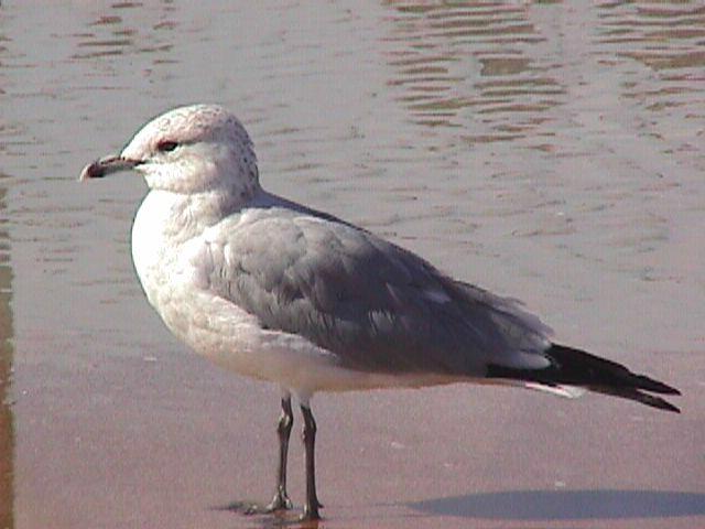 1998.1.12 12.2.18-Common Gull.jpg