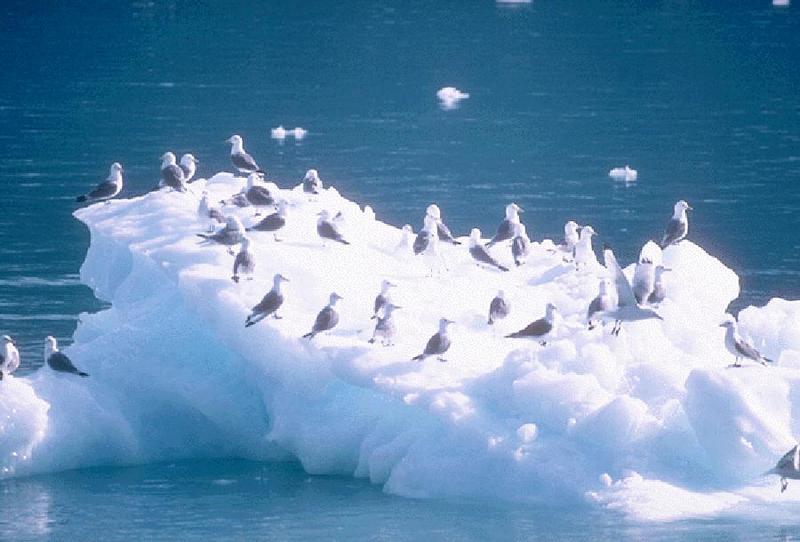 36 Common Sea Gulls-On Iceberg.jpg