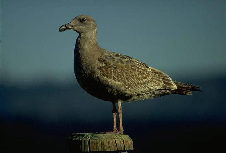 Glaucous-winged-Gull 1.jpg