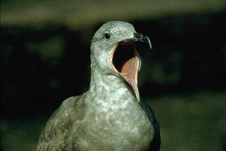 Glaucous-winged-Gull.jpg