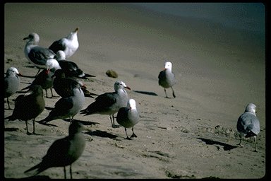 P040 002-Heermann\'s and Western Gulls-mixed flock.jpg