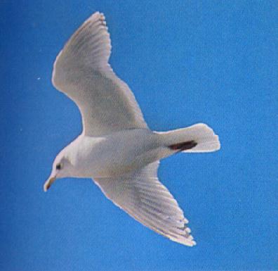 Iceland Gull-In flight.jpg
