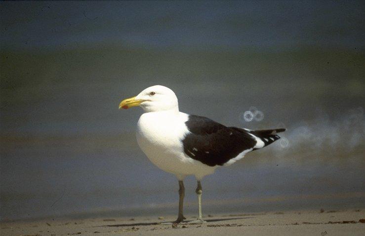 Dominican gull2-Southern Black-backed Gull-by MKramer.jpg