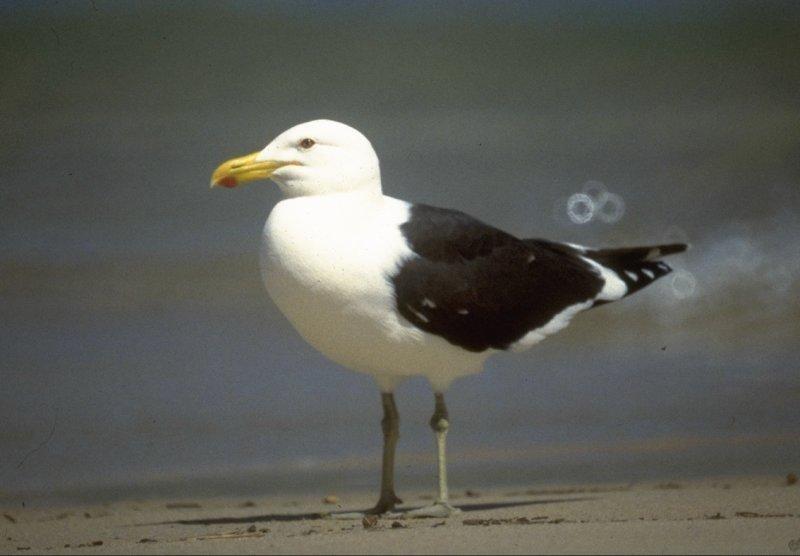 Dominican gull-Southern Black-backed Gull-by MKramer.jpg