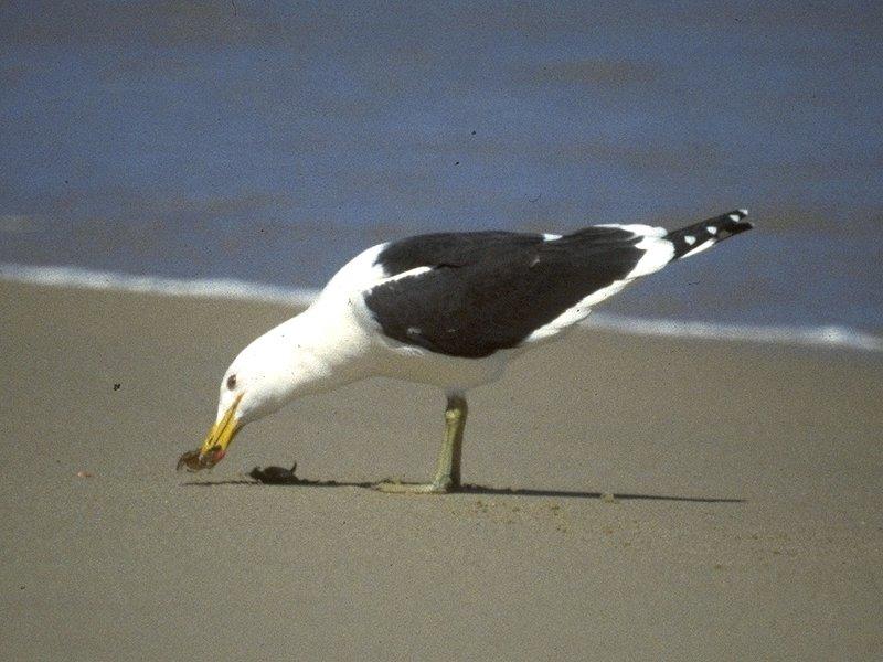 Dominicaner meeuw-Southern Black-backed Gull-by MKramer.jpg