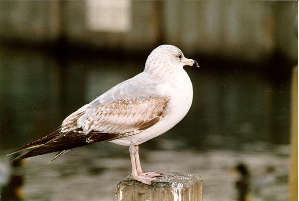 86-0336-Ring-billed Gull-On Log-First Year Plumage.jpg