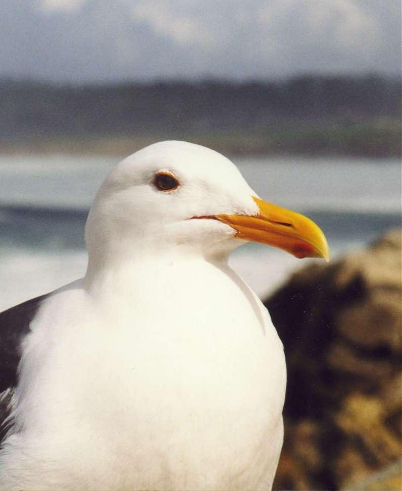 seagull closeup.jpg