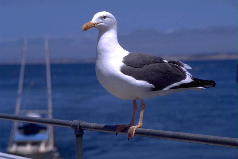Western Gull-bird043.jpg