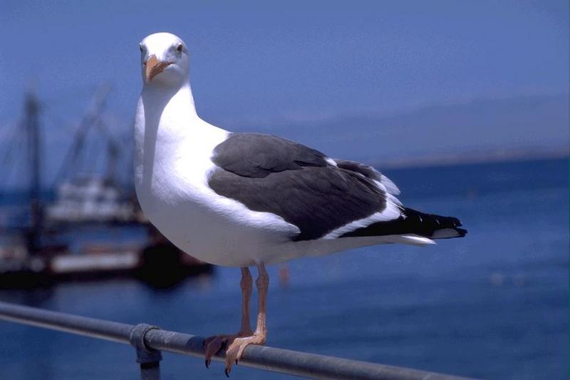 Western Gull-bird044.jpg