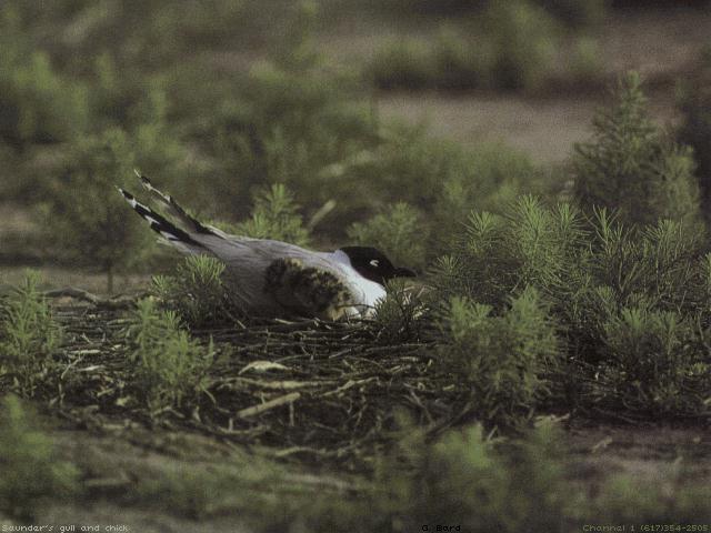 bird010-Gull-Incubating eggs on nest.jpg