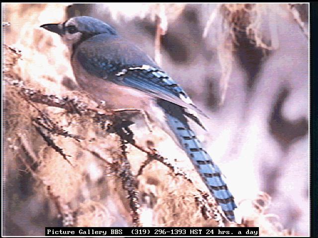 bird151-Blue Jay-Perching on tree-Rear View.jpg
