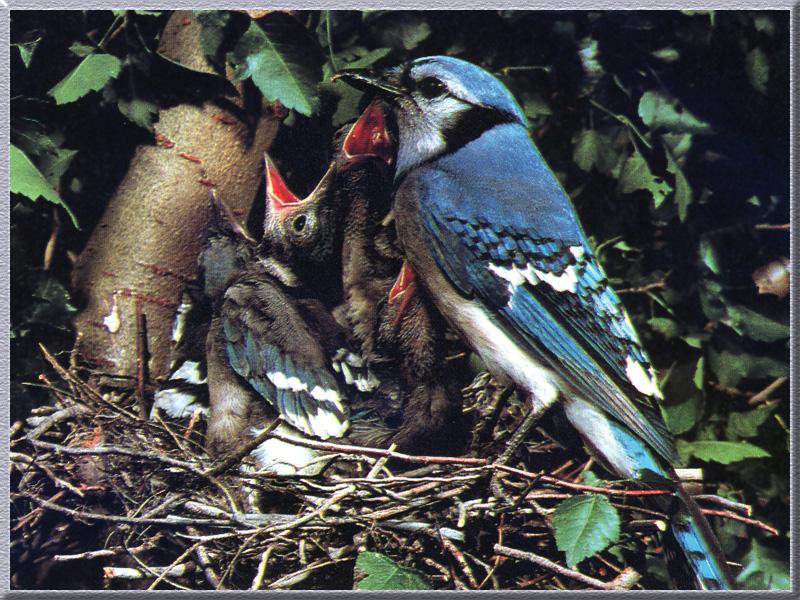 Blue Jay 06-Mom nursing babies.jpg