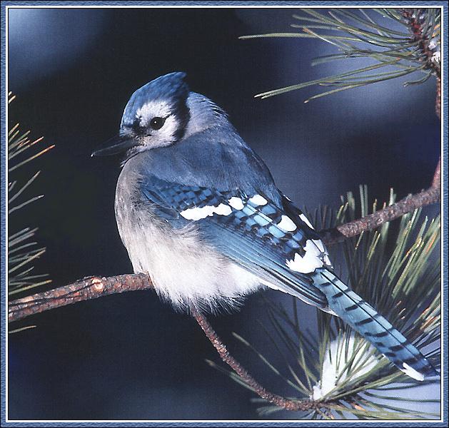 Blue Jay 20-Perching on pine tree-Rear View.jpg