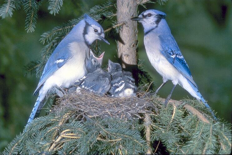 Blue Jays-Family-In Nest.jpg