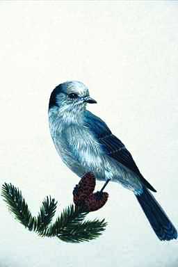 Bird Painting-Gray Jay-perching on tree.jpg