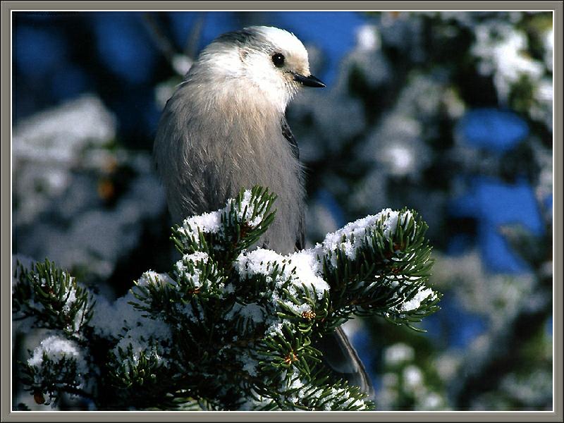 Ds-Cal Oiseaux 02 - Geai gris-Gray Jay-on snow tree.jpg