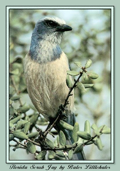 BlueBird008-Florida Scrub Jay.jpg