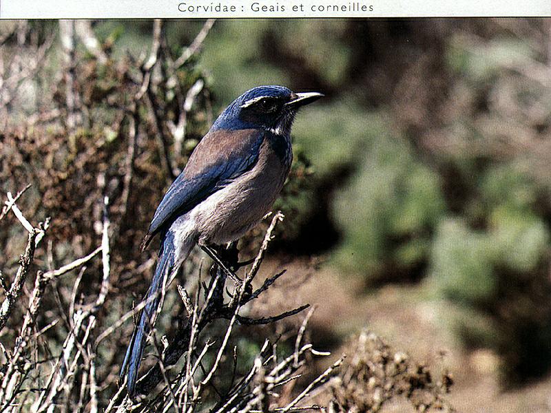 Ds-Oiseau 141-Scrub Jay-perching on bush top.jpg