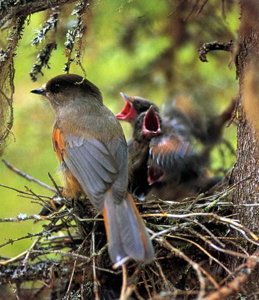 nsmail8-Siberian Jays-mom and chicks on nest.jpg
