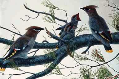 Bird Painting-Bohemian Waxwings-family on branch.jpg