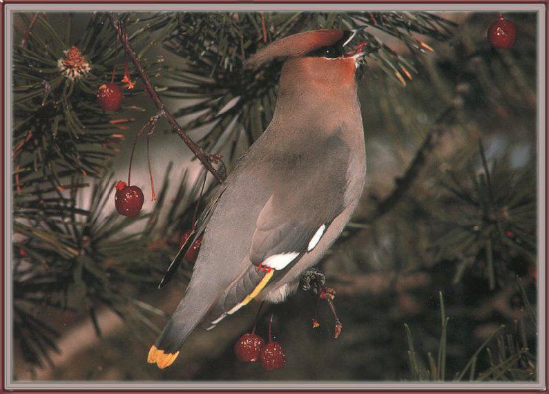 Songbird-Bohemian Waxwing 01-Eating Berries-On Tree.jpg