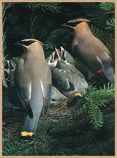 Cedar Waxwing 04-Family-On Nest.jpg