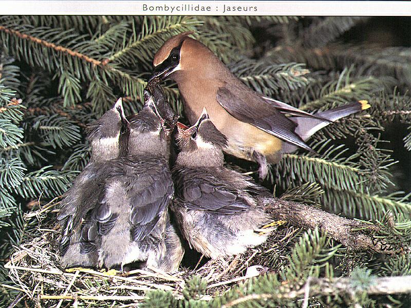 Ds-Oiseau 013-Cedar Waxwing-mom nursing chicks on nest.jpg