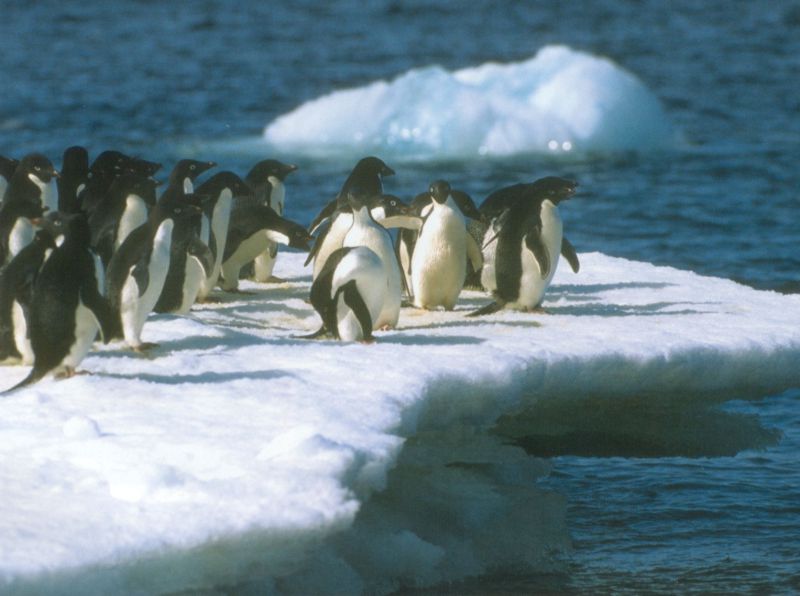 Adelie penguins-by Joel Williams.jpg