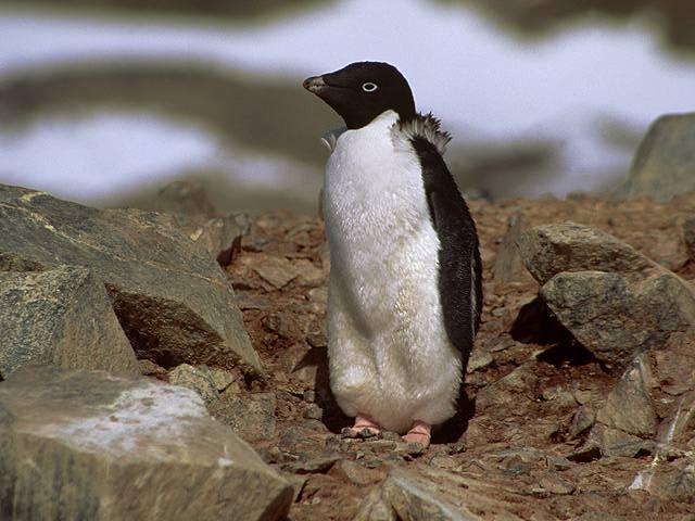 Adelie Penguin 005-Standing on rocks.jpg