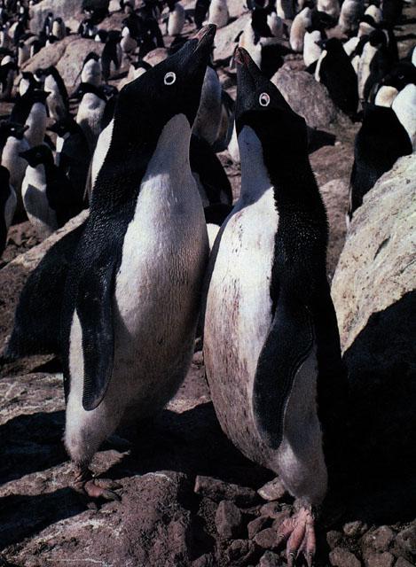 Adelie Penguins Breeding Flock Rookery Praying.jpg