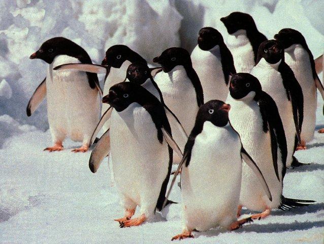 Adelie Penguins Flock Marching.jpg