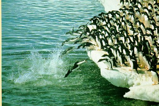Adelie Penguins Flock-10-Jumping into Sea.jpg