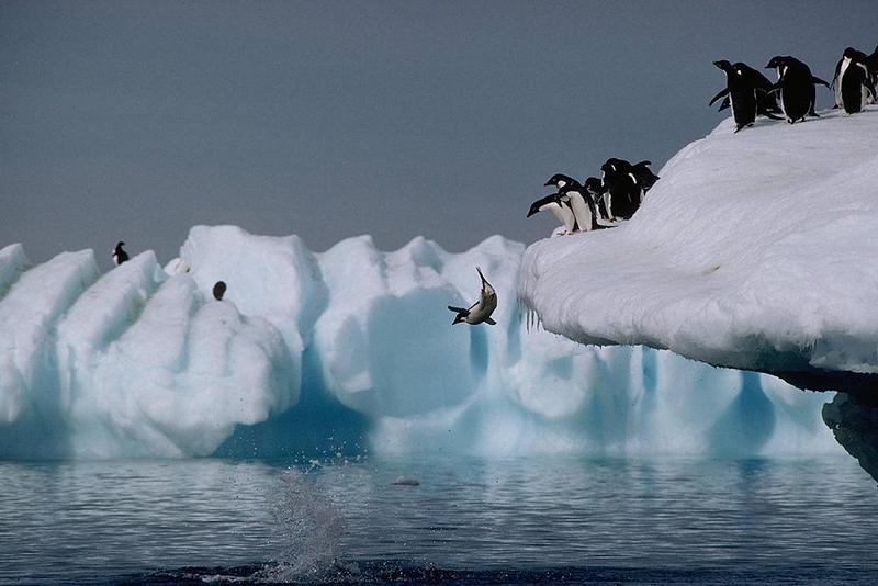 Adelie Penguins-Jump to Sea.jpg