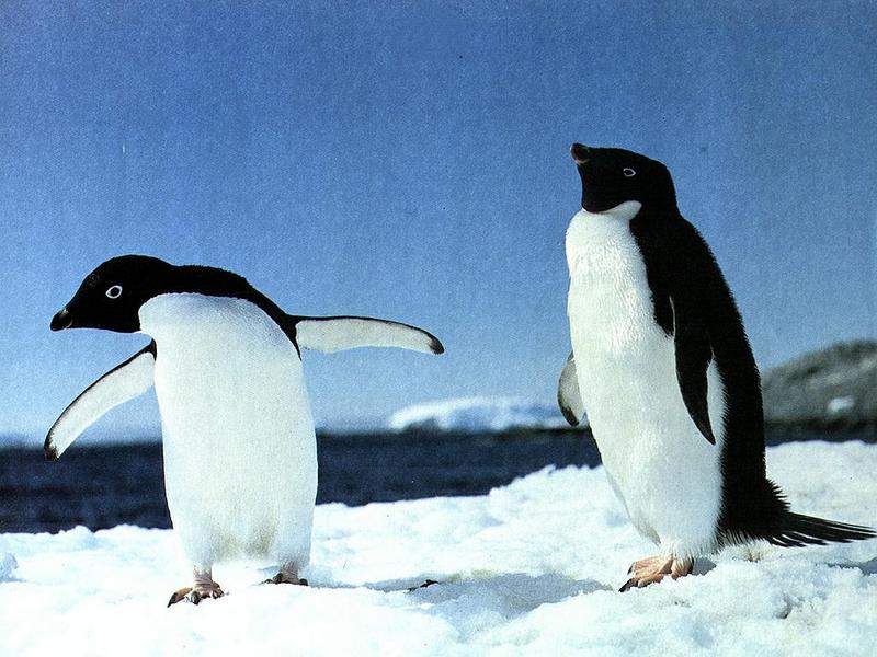Ds-Animal 011 - Pingouins-Adelie Penguins-on snow.jpg
