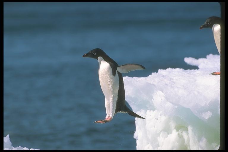 Foto117-Adelie Penguins-Jumping into Sea.jpg